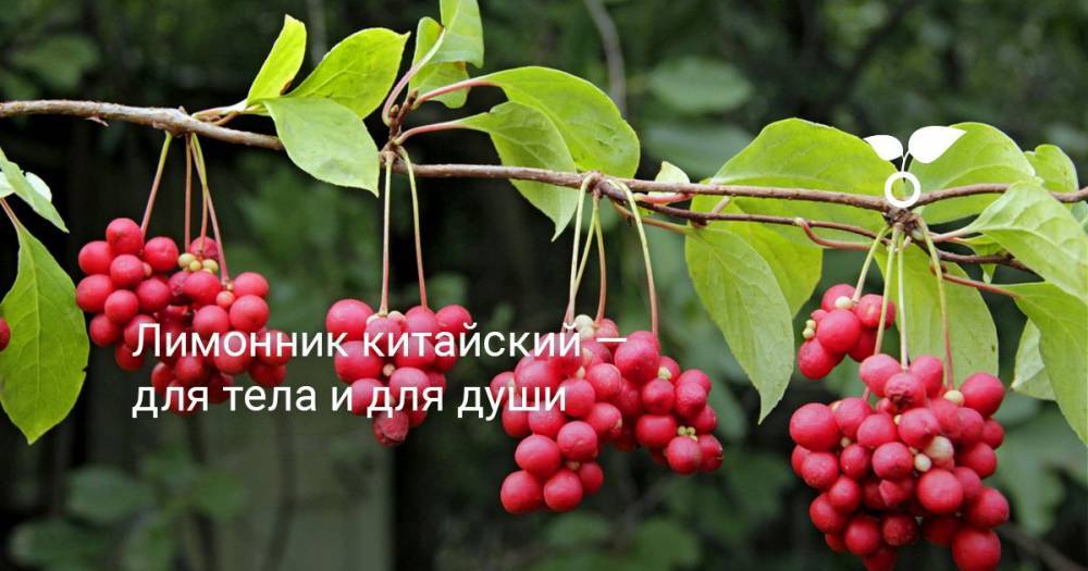 Лимонник китайский — для тела и для души - botanichka.ru