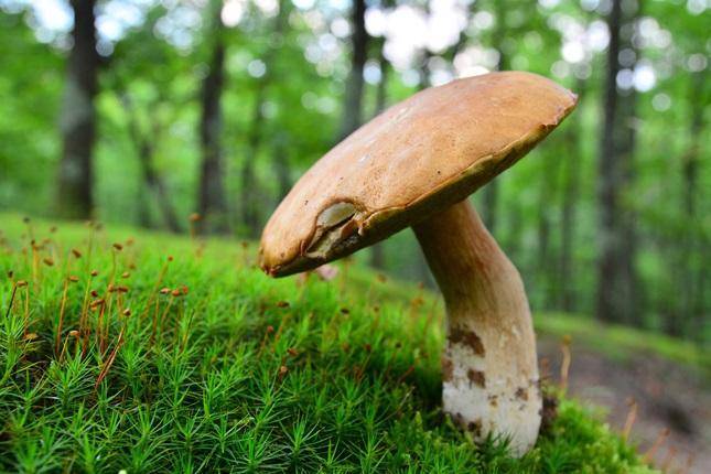 Как отличить съедобный гриб от ложного: описание и фото двойников - sveklon.ru