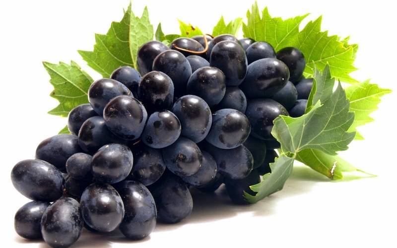 Как вырастить большие грозди винограда - sad-dacha-ogorod.com