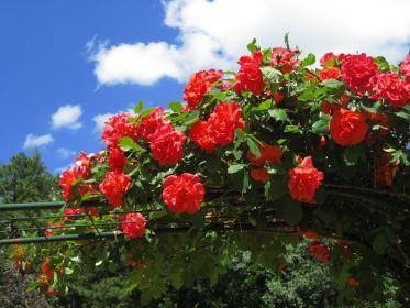 Как подкармливать плетистые розы? - sad-dacha-ogorod.com