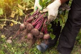 Выращиваем семена лука, моркови и свеклы - sotki.ru