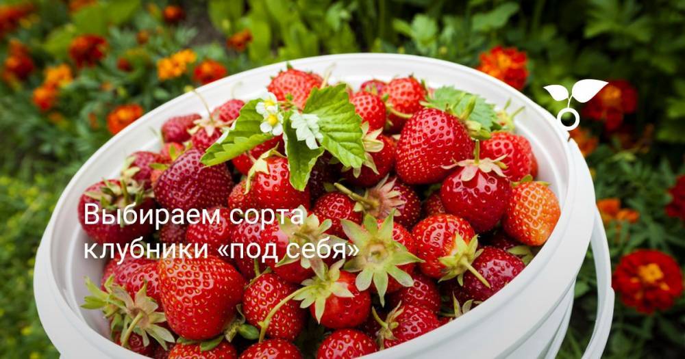 Выбираем сорта клубники «под себя» - botanichka.ru