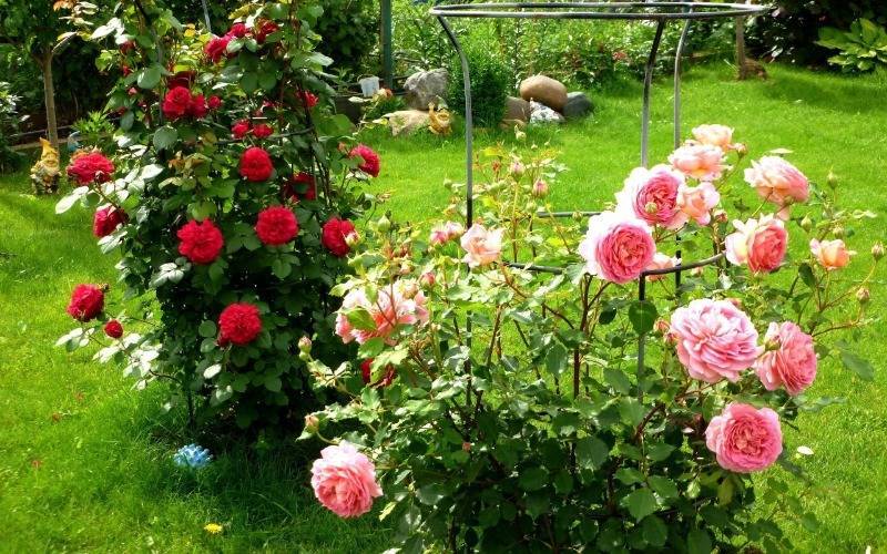 Что садоводу нужно сделать весной, чтобы летом наслаждаться цветущими розами - orchardo.ru