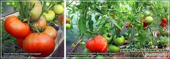Выращивание томатов в Архангельской области – посадка и уход - vsaduidoma.com