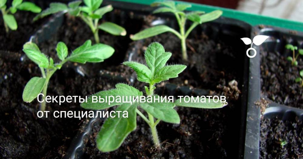 Секреты выращивания томатов от специалиста - botanichka.ru - Россия