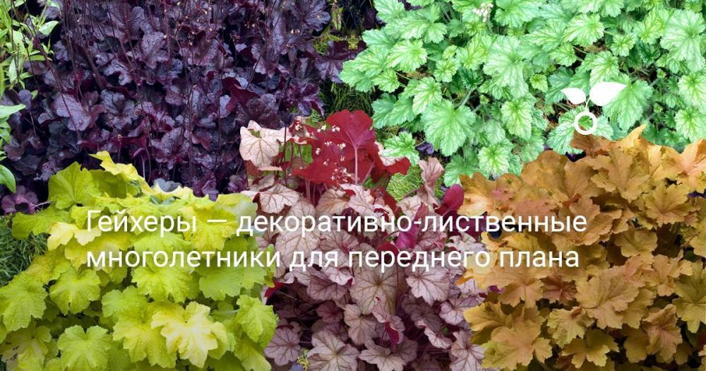 Гейхеры — декоративно-лиственные многолетники для переднего плана - botanichka.ru