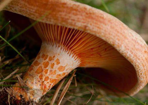 Оранжевые грибы: разновидности, описание и фото - sveklon.ru