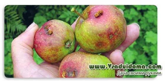 Как избавиться от плодожорки (вредитель яблок) - vsaduidoma.com