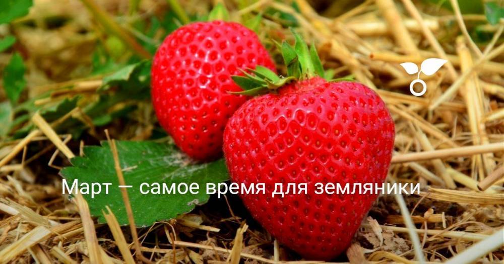 Март — самое время для земляники - botanichka.ru