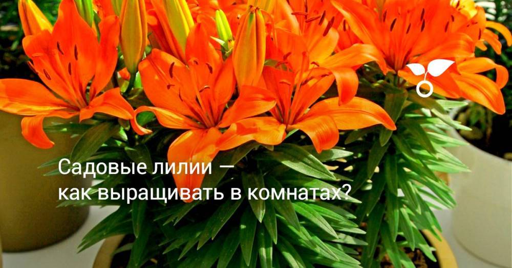 Садовые лилии — как выращивать в комнатах? - botanichka.ru