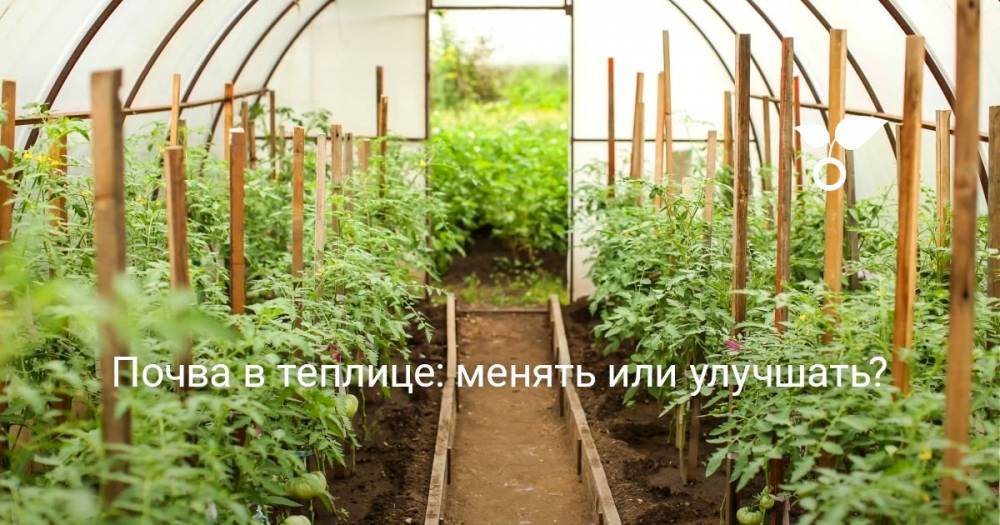 Почва в теплице: менять или улучшать? Советы по восстановлению плодородия - botanichka.ru