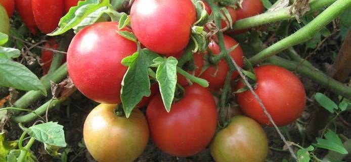 Какая должна быть температура для выращивания томатов? - sad-dacha-ogorod.com