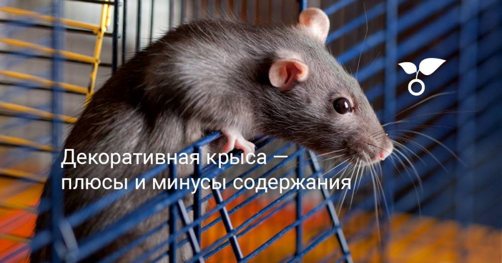 Декоративная крыса — плюсы и минусы содержания - botanichka.ru