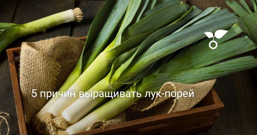5 причин выращивать лук-порей - botanichka.ru