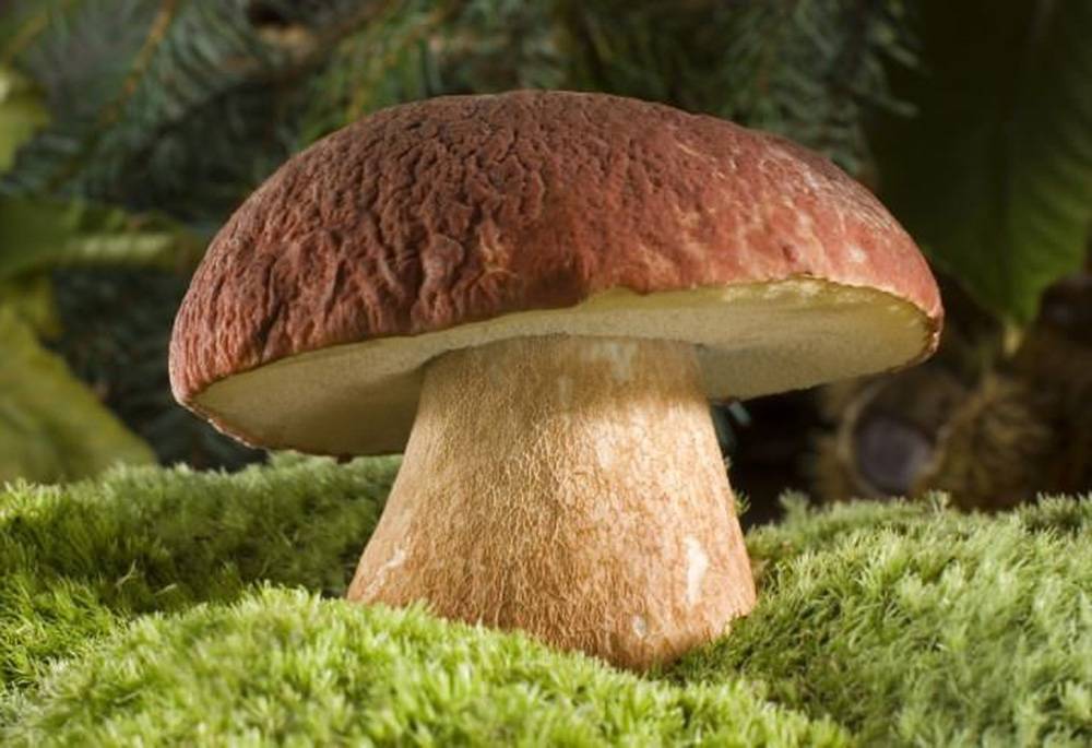 Характерные особенности губчатых грибов: съедобные и ядовитые виды - sveklon.ru