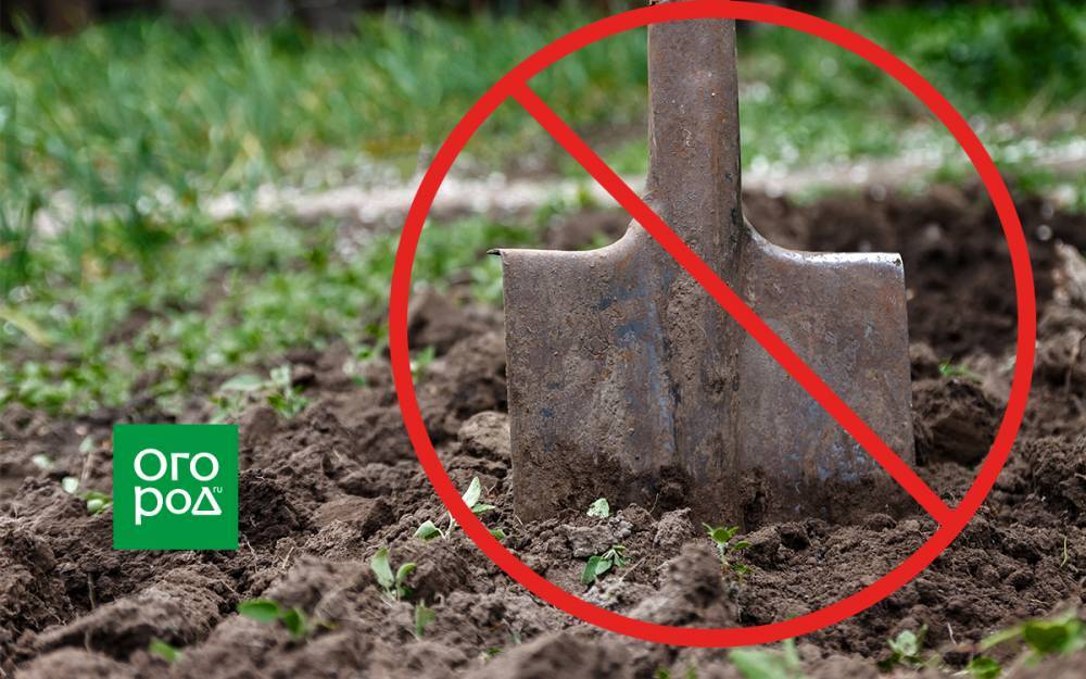 5 причин не перекапывать землю, или Чем полезна безотвальная обработка почвы - ogorod.ru