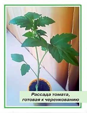 Как размножить рассаду помидоров ЧЕРЕНКОВАНИЕМ – мой способ - vsaduidoma.com