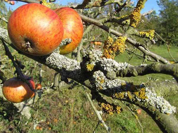 Мхи или лишайники на яблоне и других старых деревьях: нужно ли и как лучше бороться - countryhouse.pro
