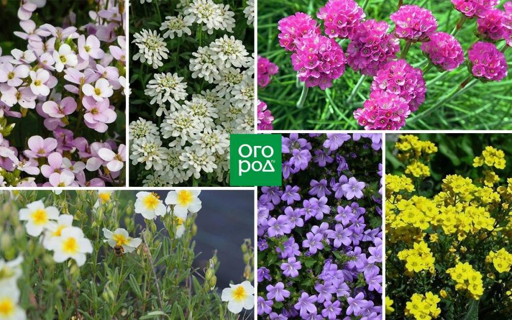 Яркие пятна в саду: пышные первоцветы, которые быстро зацветают и растут - ogorod.ru