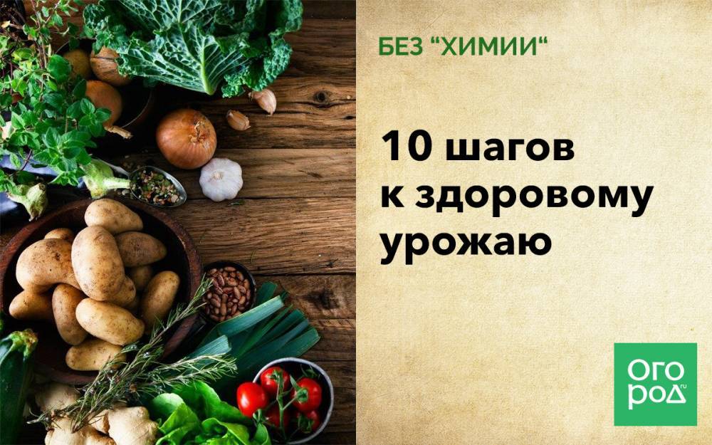 Без "химии": 10 шагов к здоровому урожаю - ogorod.ru