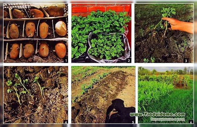 Восстановление урожайности сорта картофеля после вырождения и картошка ростками - vsaduidoma.com