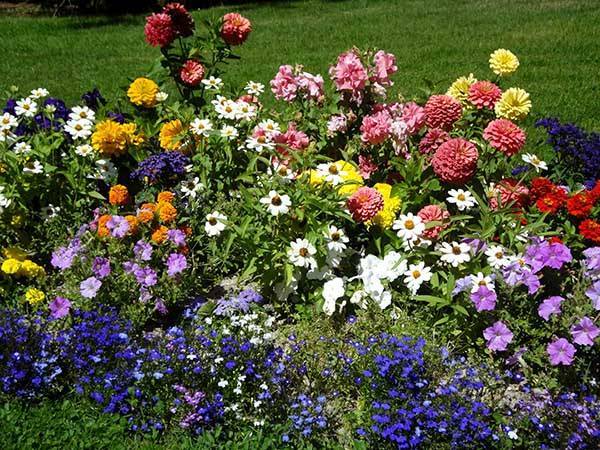 Посадка цветов в мае в открытый грунт: список подходящих цветочных культур - countryhouse.pro