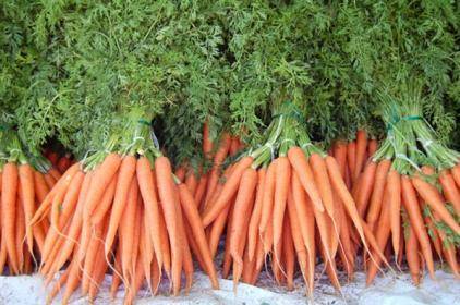 Особенности посева моркови на полях - sad-dacha-ogorod.com