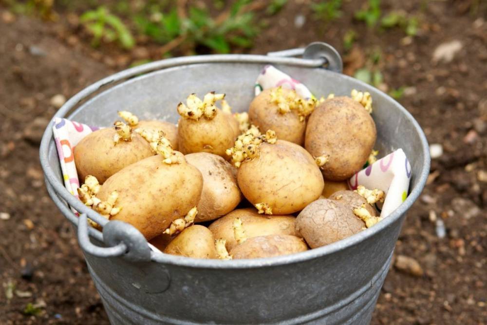 Как правильно проращивать картофель перед высадкой - 7ogorod.ru