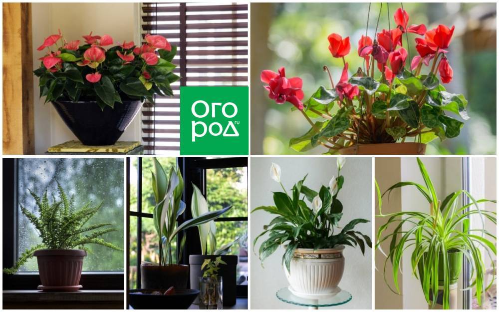 Топ-10 лучших комнатных растений для северных окон - ogorod.ru
