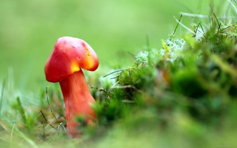 Красный гриб: разновидности, фото и описание - sveklon.ru