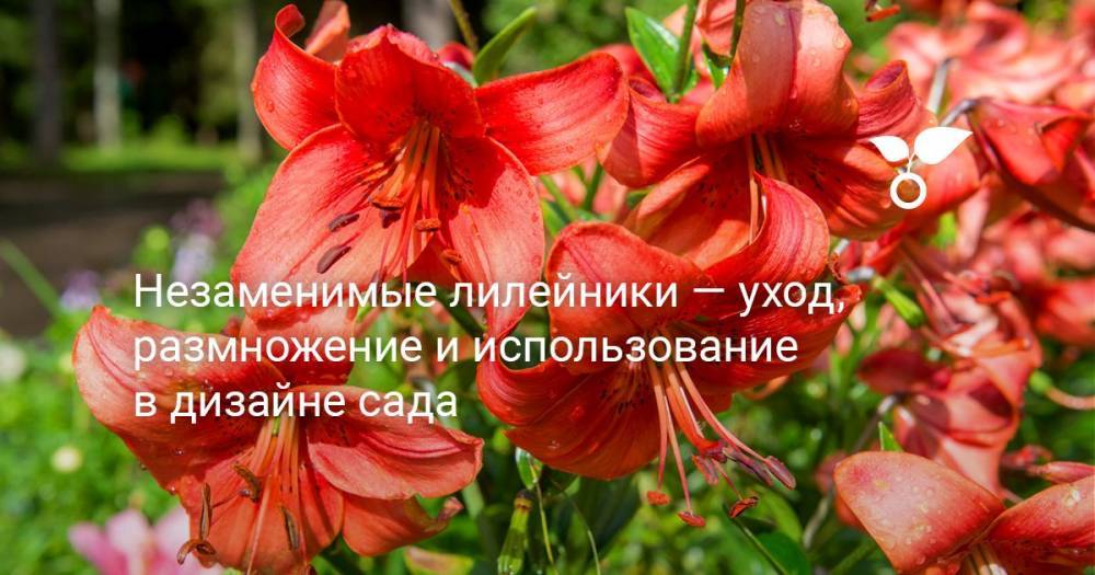 Незаменимые лилейники — уход, размножение и использование в дизайне сада - botanichka.ru