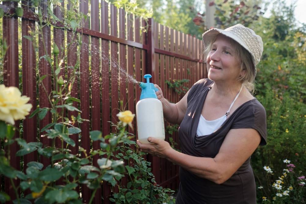 Садовые хитрости: как защитить розы от болезней и вредителей, если под рукой нет химикатов - ogorod.ru