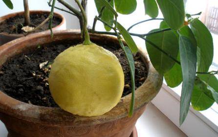 Где найти место в квартире для выращивания лимона? - sad-dacha-ogorod.com