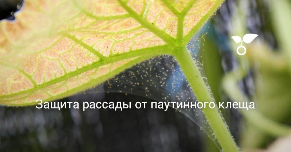 Защита рассады от паутинного клеща - botanichka.ru