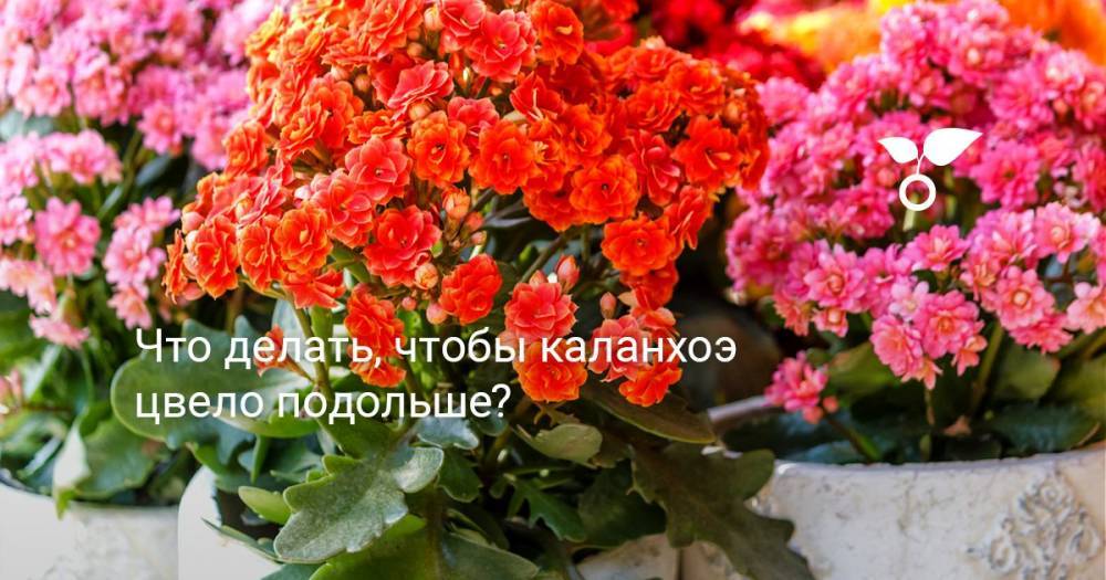 Что делать, чтобы каланхоэ цвело подольше? - botanichka.ru