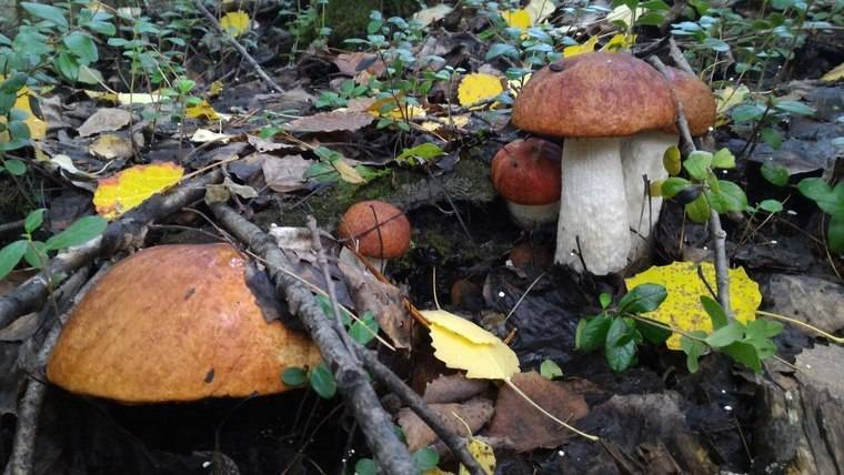 Какие грибы растут в Свердловской области: названия, фото и описание - sveklon.ru - Свердловская обл.