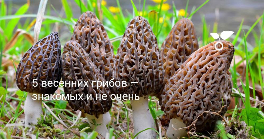 5 весенних грибов — знакомых и не очень - botanichka.ru - Московская обл. - Москва