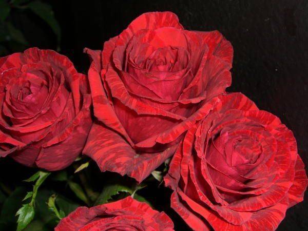 Чайно-гибридная роза Red Intuition (Ред Интуишн): фото, посадка и уход - fermilon.ru - Франция