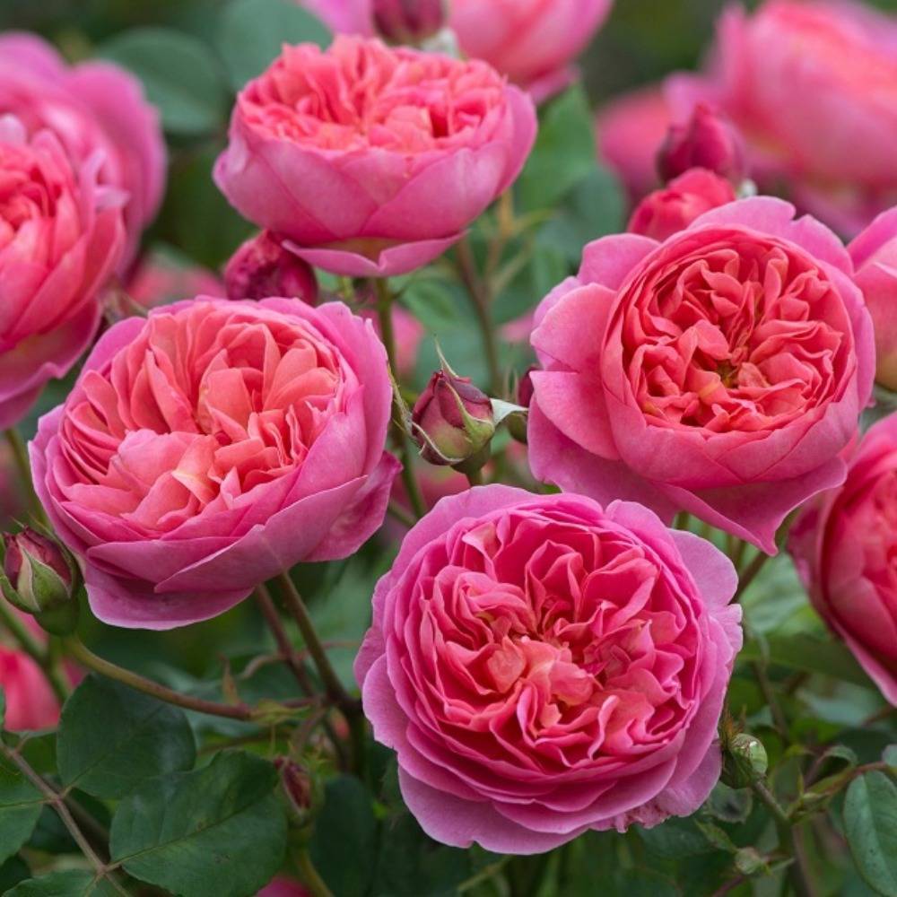 Роза Остина - Английская парковая роза Остина Boscobel (Боскобель): описание, фото, отзывы - fermilon.ru