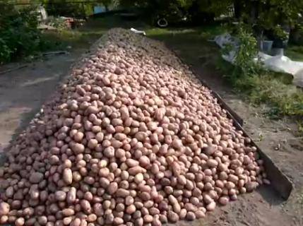 Особенности уборки картофеля - sad-dacha-ogorod.com