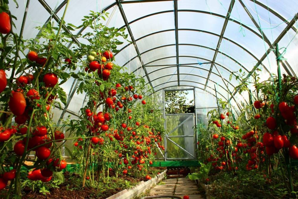 Богатый урожай даже холодным летом – правильное покрытие для теплицы - ogorod.ru