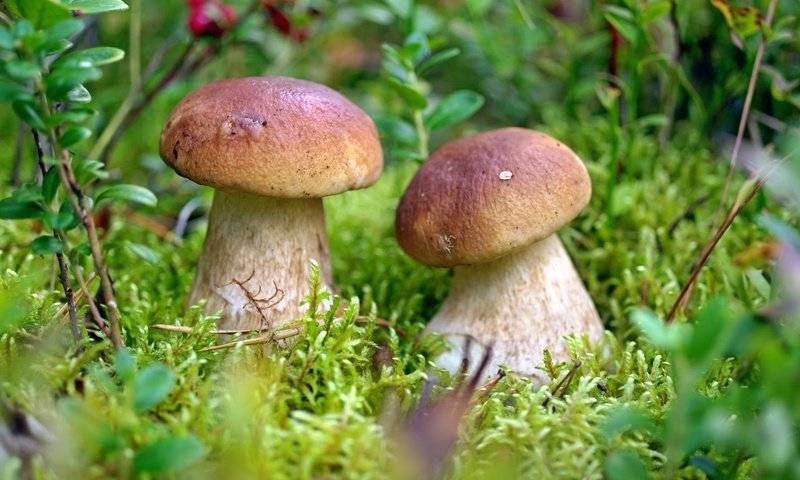 Какие грибы можно есть сырыми: виды и правила употребления - sveklon.ru