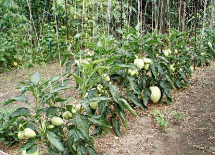Как правильно выращивать пепино? - sad-dacha-ogorod.com