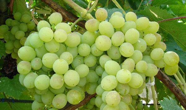 Сорта винограда для северных регионов выращивания - sad-dacha-ogorod.com - Украина - г. Виноград - Молдавия