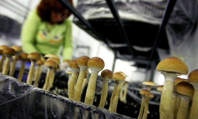 Выращивание грибов в домашних условиях для новичков: способы и правила - sveklon.ru