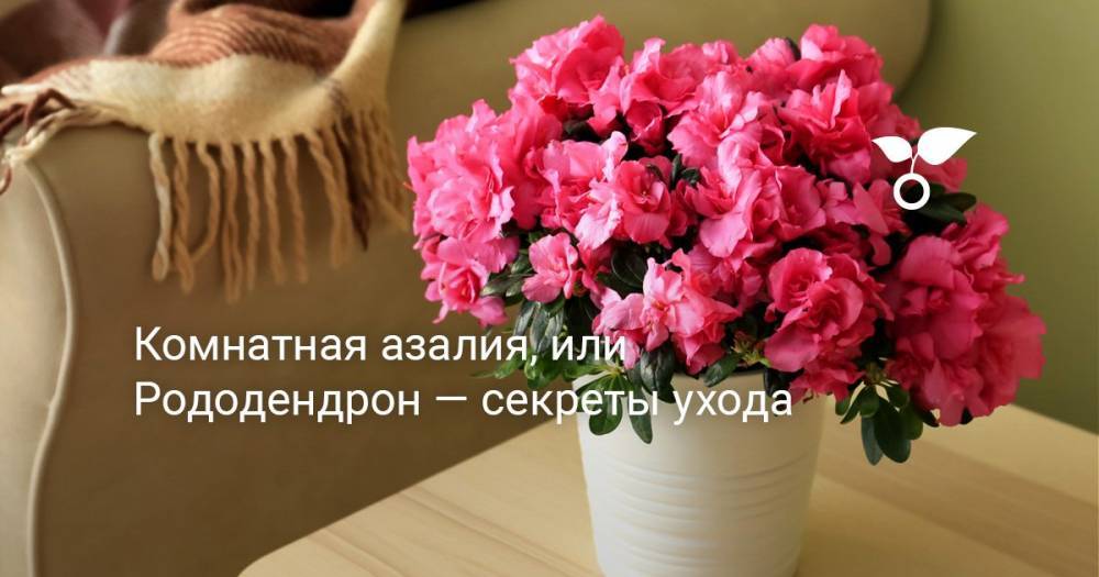 Комнатная азалия, или Рододендрон — секреты ухода - botanichka.ru