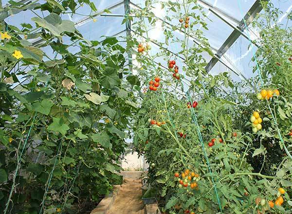 Можно ли сажать помидоры и огурцы в одной теплице, и как правильно их совместно выращивать - countryhouse.pro
