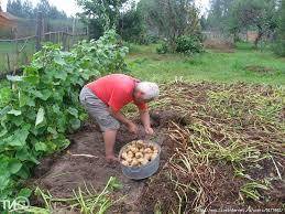 Как выращивают картофель профессионалы - sad-dacha-ogorod.com