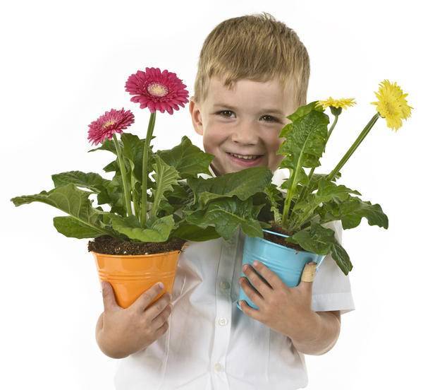 Цветы для детской комнаты: какие растения безопасны для ребенка - 7ogorod.ru