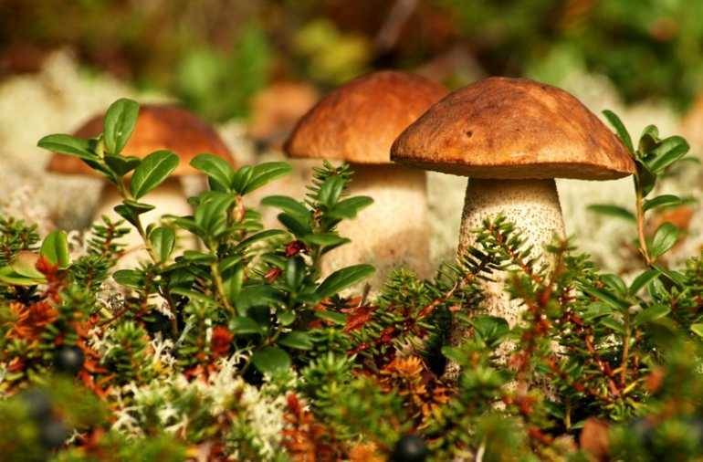 Список лесных съедобных грибов с фото, названиями и описанием - sveklon.ru